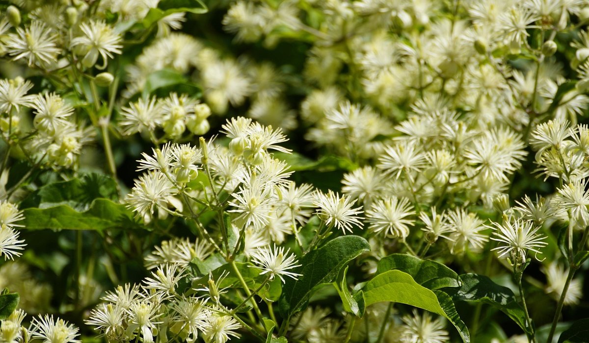 Essential Hand Tools for Everyday Garden Maintenance